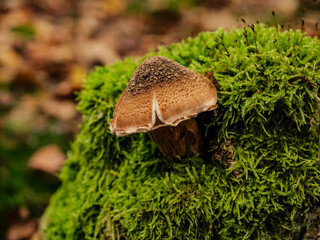 Pilz im Moos