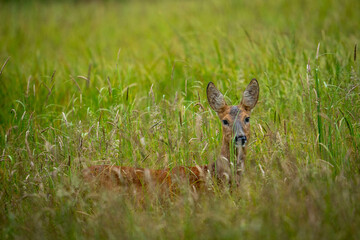 deer in the grass