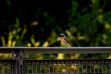 Red start playing around