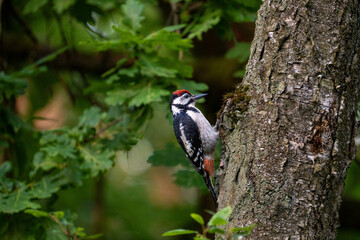High Spotted woodpecker pecking the tree