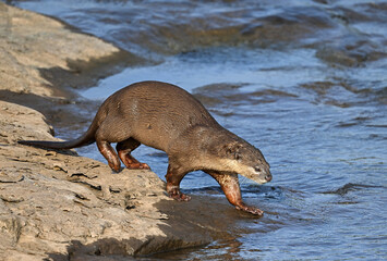 Smooth-coated otter is a freshwater otter species from regions of South and Southwest Asia. It has been ranked as "vulnerable" on the IUCN Red List.