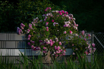 Flowers showing from unknown garden