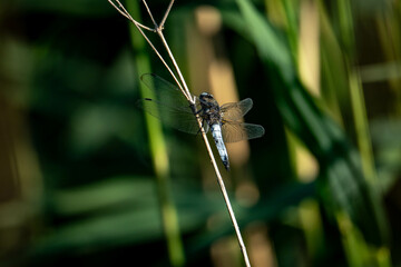 insects on a green leaf