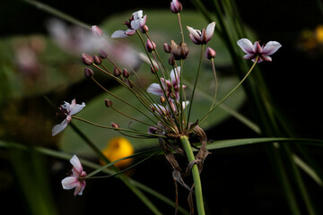 flowers close to the river