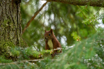 squirrel in the forest