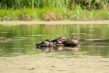 A group of mallards enjoying the sunlight