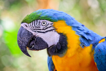 Macaw, Psittacidae, true parrot bird, central america native, popular pet 