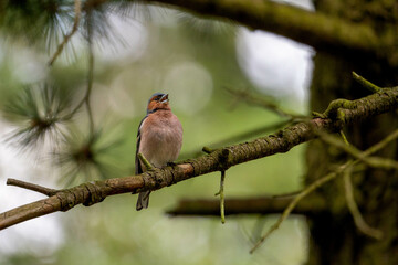 Chaffinch either sitting still or singing a beautiful song