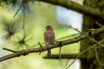 Chaffinch observing the situation