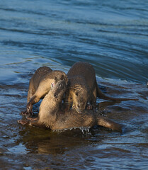 Smooth-coated otter is a freshwater otter species from regions of South and Southwest Asia. It has been ranked as "vulnerable" on the IUCN Red List.