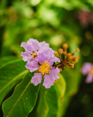 close up of a pink hydrangea flower from the Philippines Southeast asia
