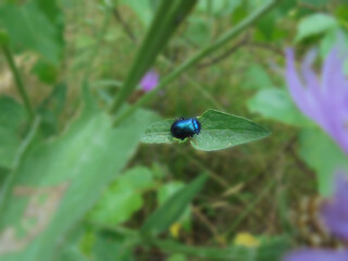 Metallic blue beetle on a green leaf in nature