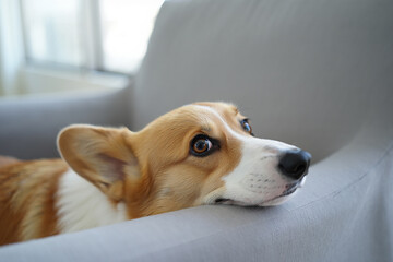 A cute corgi dog resting on a soft grey couch