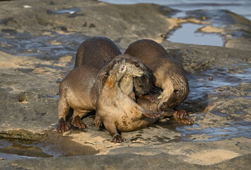 Smooth-coated otter is a freshwater otter species from regions of South and Southwest Asia. It has been ranked as "vulnerable" on the IUCN Red List.