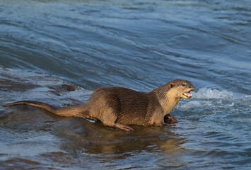 Smooth-coated otter is a freshwater otter species from regions of South and Southwest Asia. It has been ranked as "vulnerable" on the IUCN Red List.