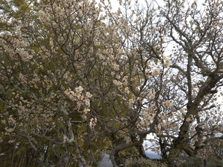 Prunus mume tree in spring 2