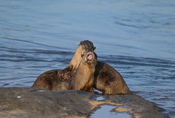 Smooth-coated otter is a freshwater otter species from regions of South and Southwest Asia. It has been ranked as "vulnerable" on the IUCN Red List.