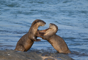 Smooth-coated otter is a freshwater otter species from regions of South and Southwest Asia. It has been ranked as "vulnerable" on the IUCN Red List.
