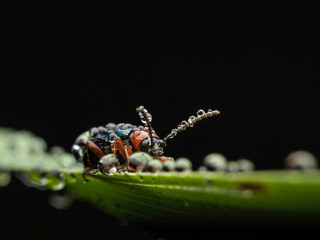 bug on a leaf