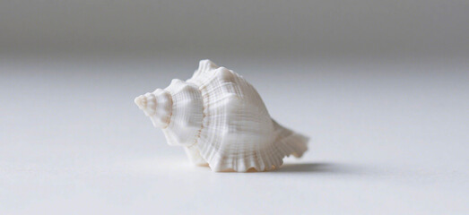 Close-up of a pristine white seashell.
