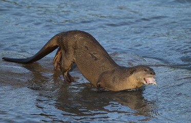 Smooth-coated otter is a freshwater otter species from regions of South and Southwest Asia. It has been ranked as "vulnerable" on the IUCN Red List.