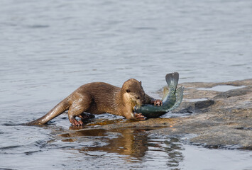 Smooth-coated otter is a freshwater otter species from regions of South and Southwest Asia. It has been ranked as "vulnerable" on the IUCN Red List.