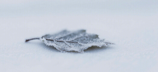 A delicate frosted leaf rests on a snowy surface.