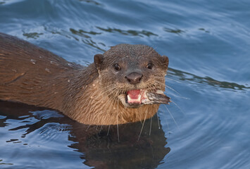 Smooth-coated otter is a freshwater otter species from regions of South and Southwest Asia. It has...