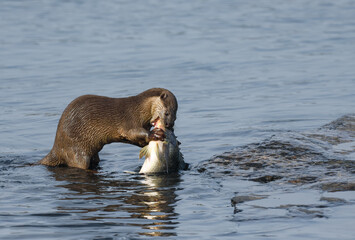 Smooth-coated otter is a freshwater otter species from regions of South and Southwest Asia. It has been ranked as "vulnerable" on the IUCN Red List.
