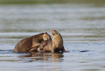 Smooth-coated otter is a freshwater otter species from regions of South and Southwest Asia. It has...