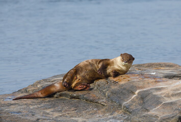 Smooth-coated otter is a freshwater otter species from regions of South and Southwest Asia. It has been ranked as "vulnerable" on the IUCN Red List.