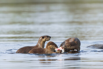 Smooth-coated otter is a freshwater otter species from regions of South and Southwest Asia. It has been ranked as "vulnerable" on the IUCN Red List.