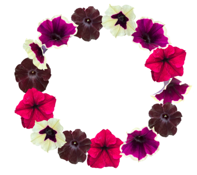 Round floral wreath made of petunia flowers in red, white, and burgundy. Isolated botanical circle perfect for wedding invitations and seasonal decorative use