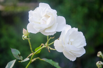 Obraz premium White Roses in Western Cape
