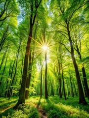 Fototapeta premium Warm sunlight filters through the trees of a lush green forest in springtime