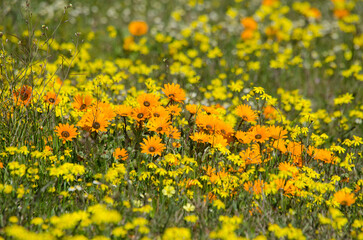 Fototapeta premium Cape Daisies and yellow wildflowers, West Coast, Western Cape.