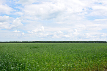 Vast green field under a cloudy sky copy space wallpaper banner