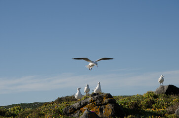 Fototapeta premium Seagulls on West Coast, Western Cape, South Africa