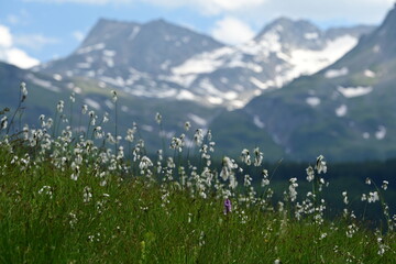 Schneebedeckte Berge und Wolken, im Vordergrund eine Sumpfwiese mit blühendem Wollgras
