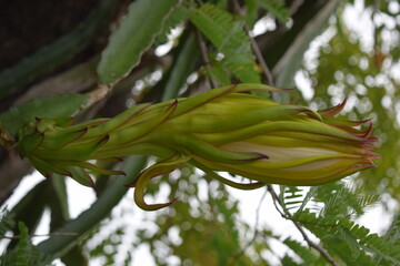 Dragon fruit flowers and their red fruits are edible