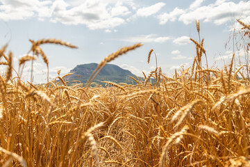 Ears of wheat ripen under the scorching sun against background of mountains