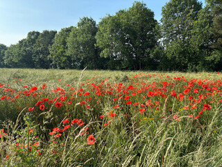 Red poppies in the feld summer England UK