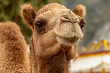a camel with a very large brown face and a white roof behind it's head and a tree in the background
