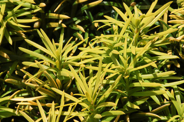 Taxus bacata. Used commonly as a hedging plant.