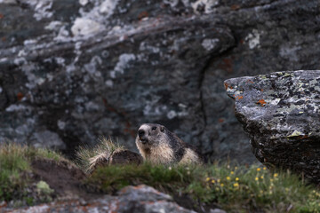 Marmot Standing Alert in Austria’s Mountain Landscape, Summer