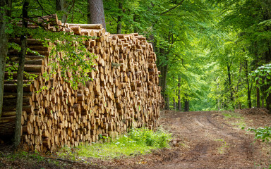 felled wood stacked in a pile, forestry, forest management, timber harvesting, raw material,...