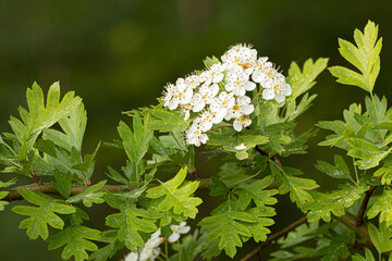 hawthorn flowers, Crataegus, spring, leaves, twig, white, petals, perianth, beautiful, blurry background, green, fresh, young