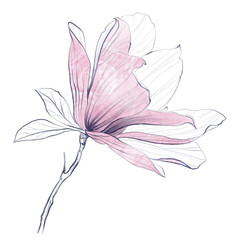 Watercolor pink flowers with big petals. Colourful tender plant in pink colour isolated on white. Realistic botanical floral illustration. Digital drawing