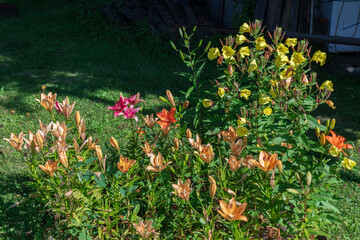 A beautiful garden displaying colorful lilies and vibrant yellow flowers.