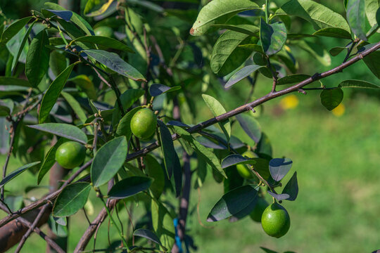 Vibrant green limes hang from the branches of a lush lime tree in the sunlight.